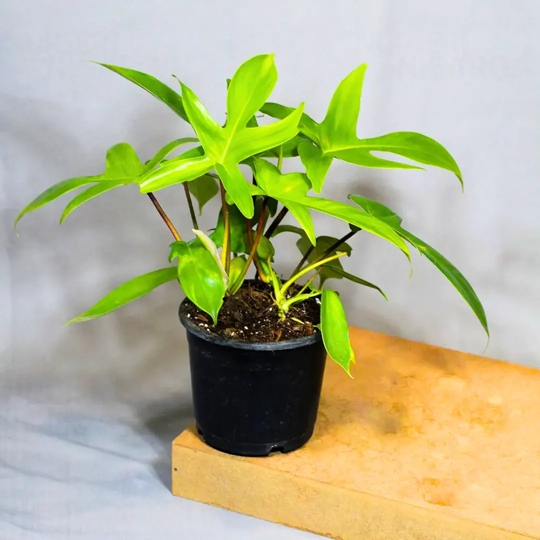 Product image 31