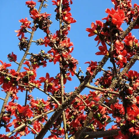 Flowering